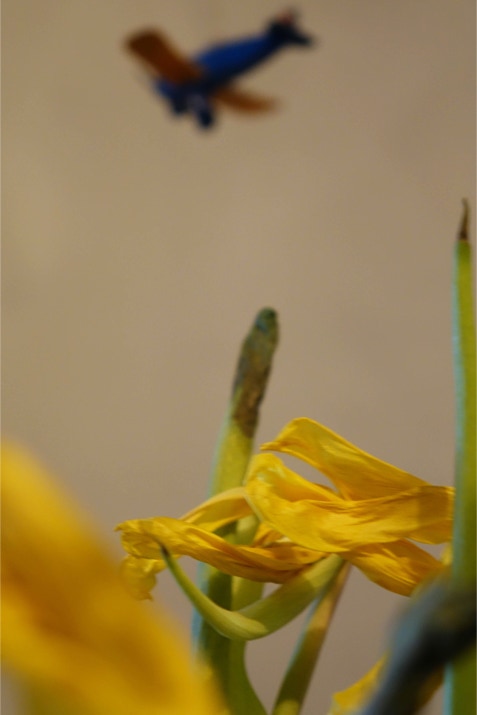 yellow tulips with blue plane