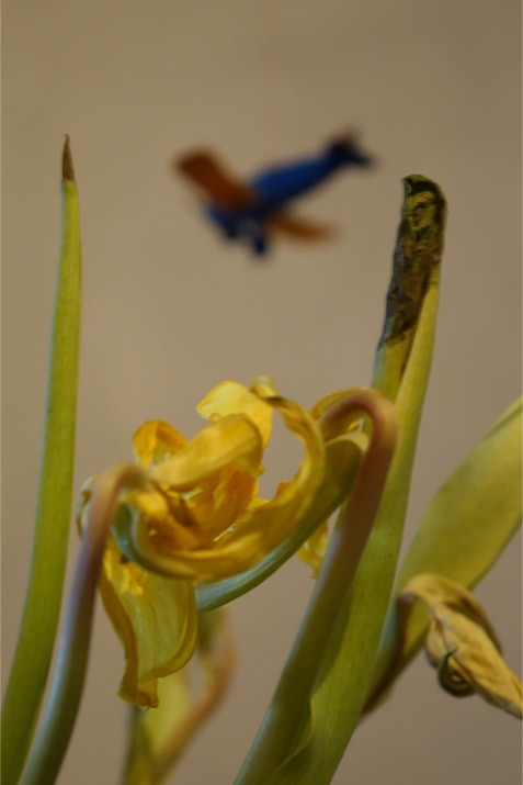 Yellow tulips with blue plane